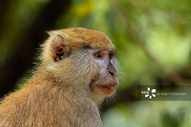 红猴肖像，塞内加尔图片素材