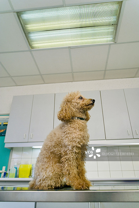 贵宾犬坐在兽医诊所的检查台上图片素材