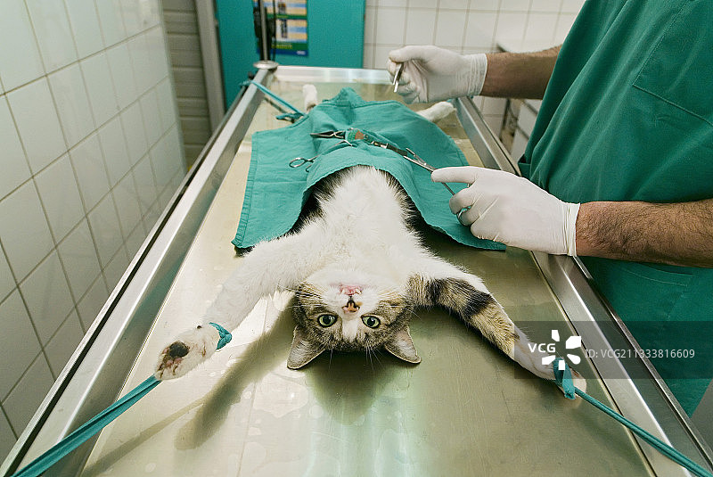 在兽医诊所对欧洲母猫进行绝育图片素材