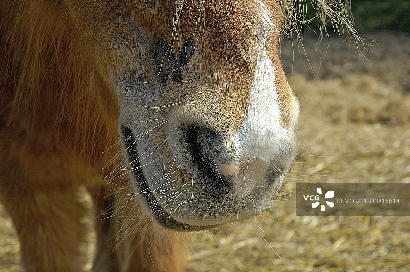 瓦兹河畔小马的鼻孔，法国图片素材