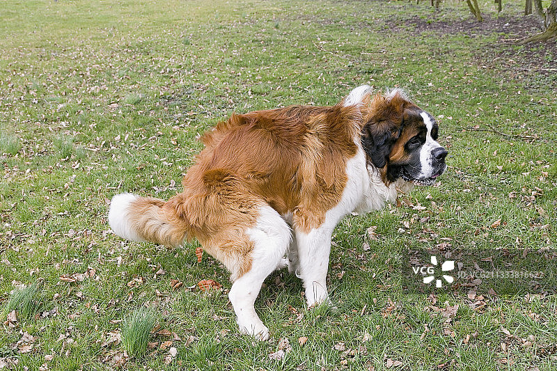圣伯纳犬在法国的草地上排便图片素材
