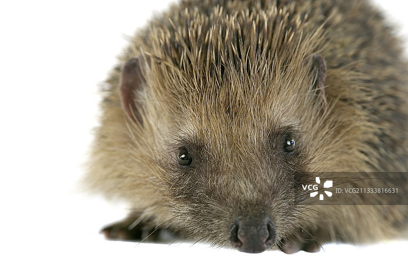 工作室中的刺猬肖像图片素材