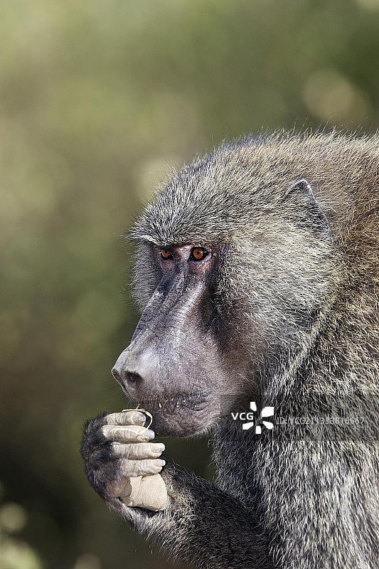 沉思的雄性狒狒图片素材