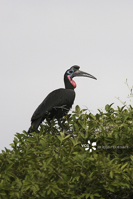 埃塞俄比亚枝叶中的阿比西尼亚地犀鸟图片素材
