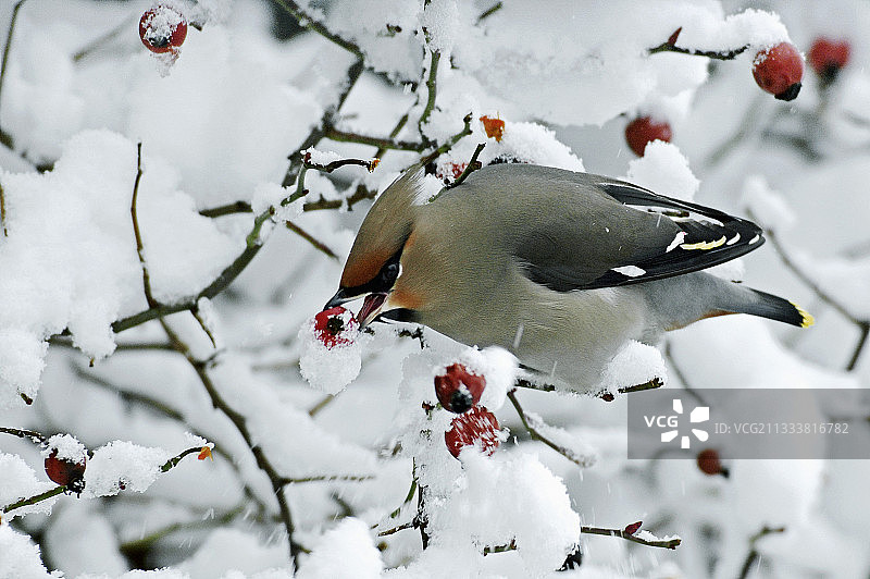 太平鸟在瑞士汝拉山塔万纳吃蔷薇果图片素材