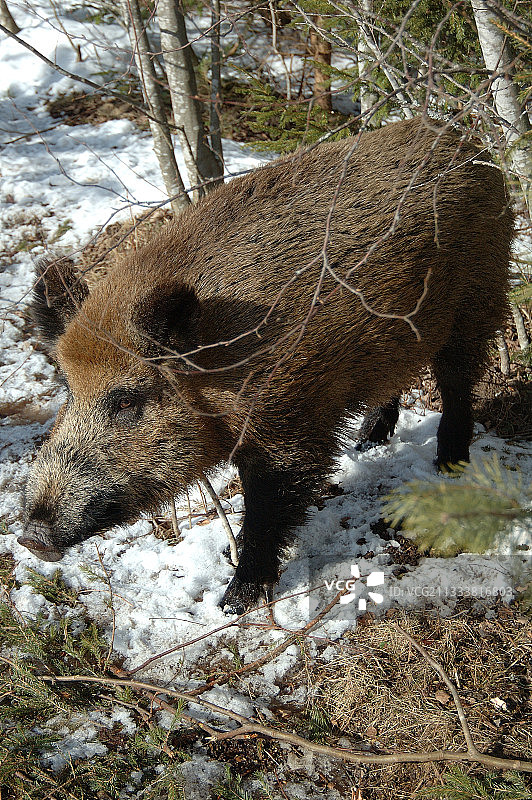 拉脱维亚雪地里的野猪图片素材