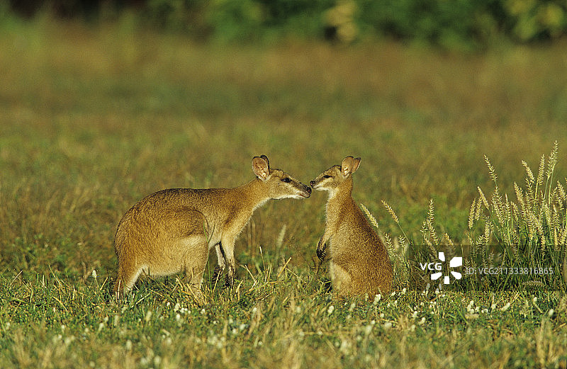 女人和小袋鼠在玛丽河国家公园图片素材