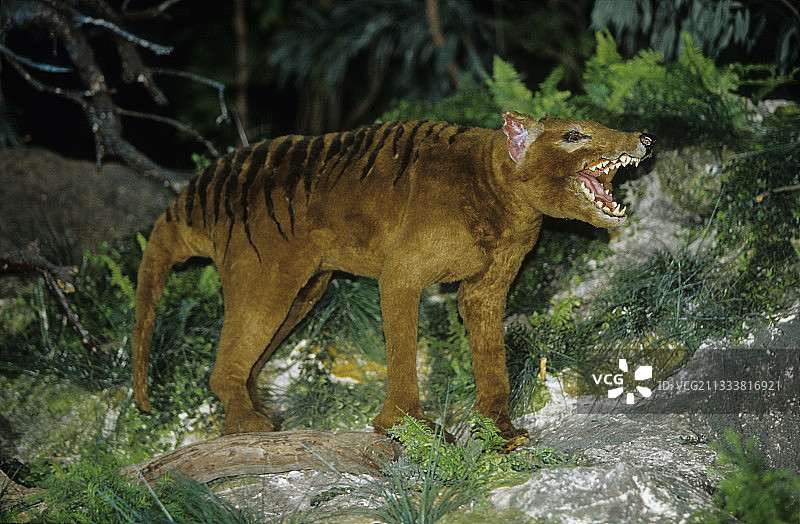 袋狼重现澳大利亚图片素材