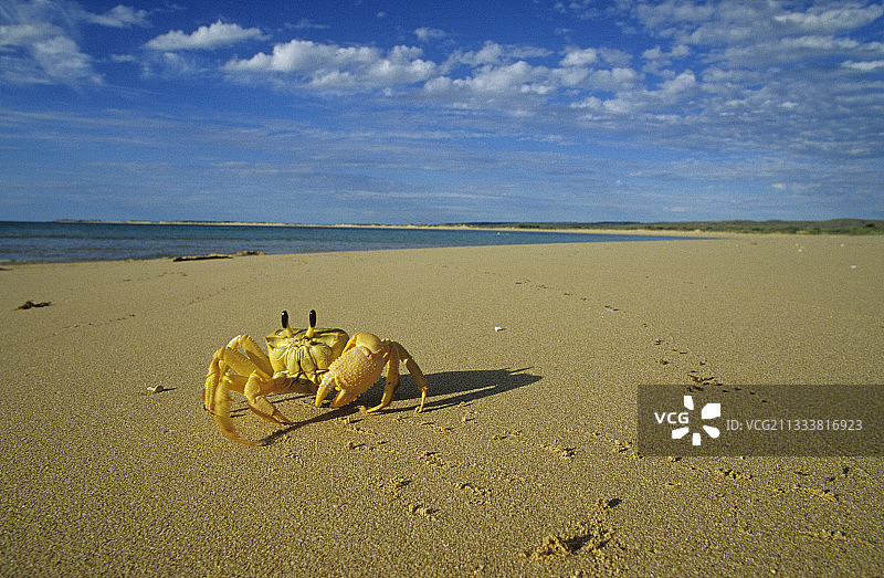 澳大利亚海角山脉国家公园的幽灵蟹图片素材