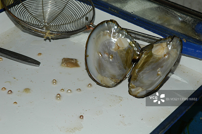 中国淡水贻贝珍珠采摘图片素材