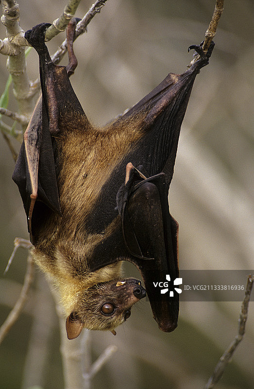 悬挂在苏拉威西岛的狐蝠图片素材
