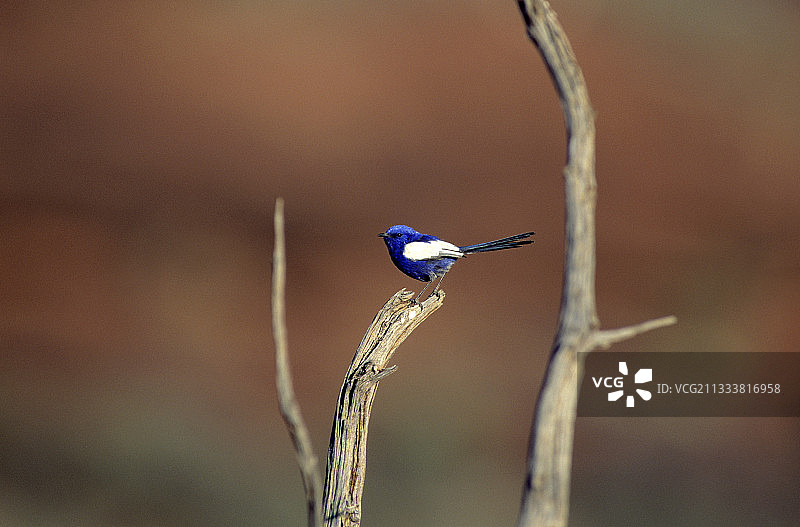 栖息在澳大利亚帕拉谷的雄性白翅细尾鹩莺图片素材