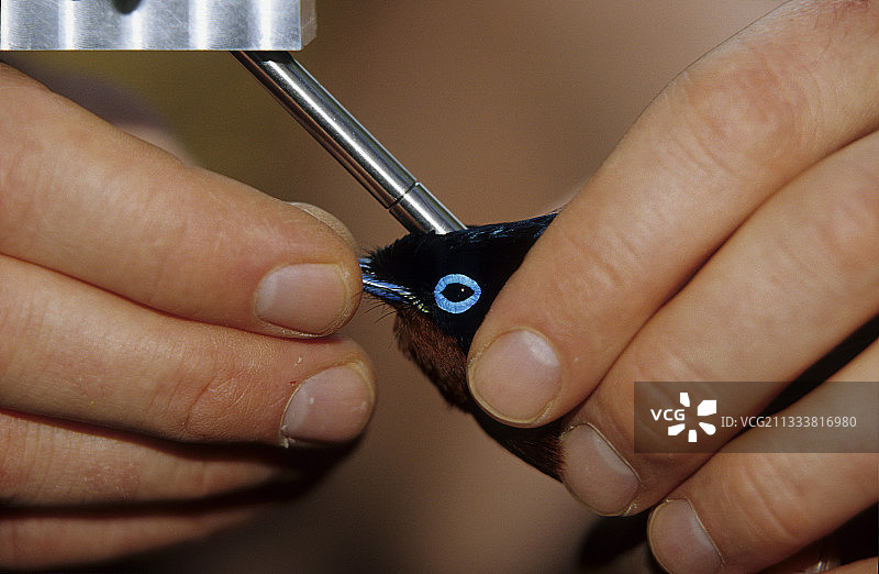 天堂鸟羽毛反射的波长测量图片素材