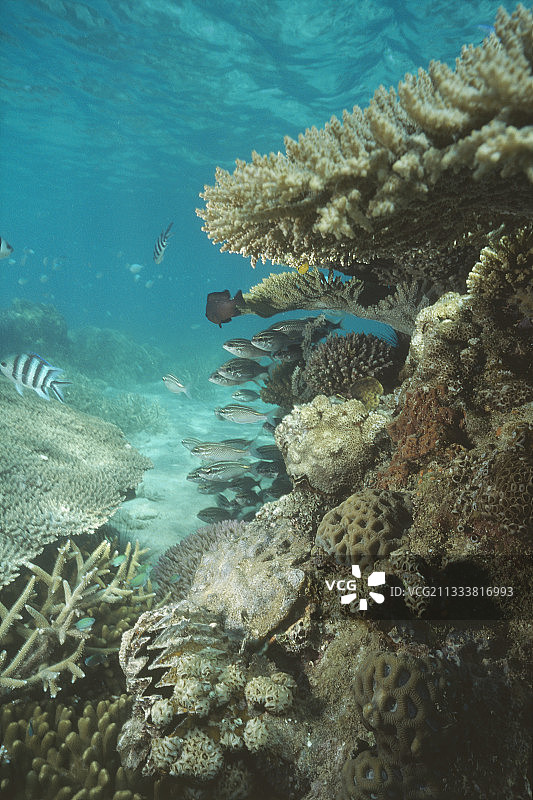马达加斯加萨卡蒂亚岛的硬珊瑚图片素材