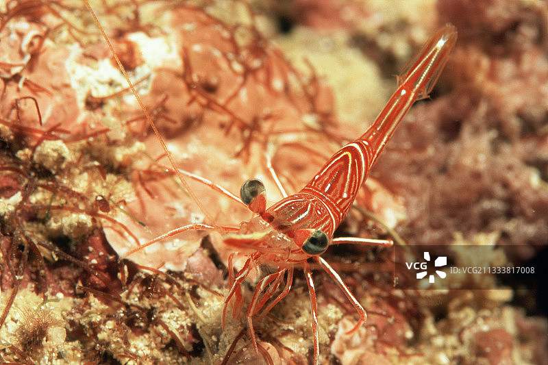 印度尼西亚德拉旺岛的骆驼虾图片素材