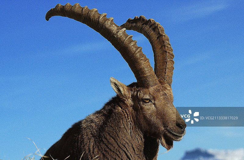 发情期法国博尔纳山区的雄性北山羊图片素材