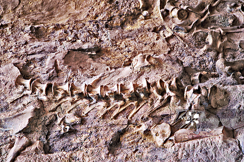 原位恐龙骨骼：美国恐龙国家纪念地图片素材