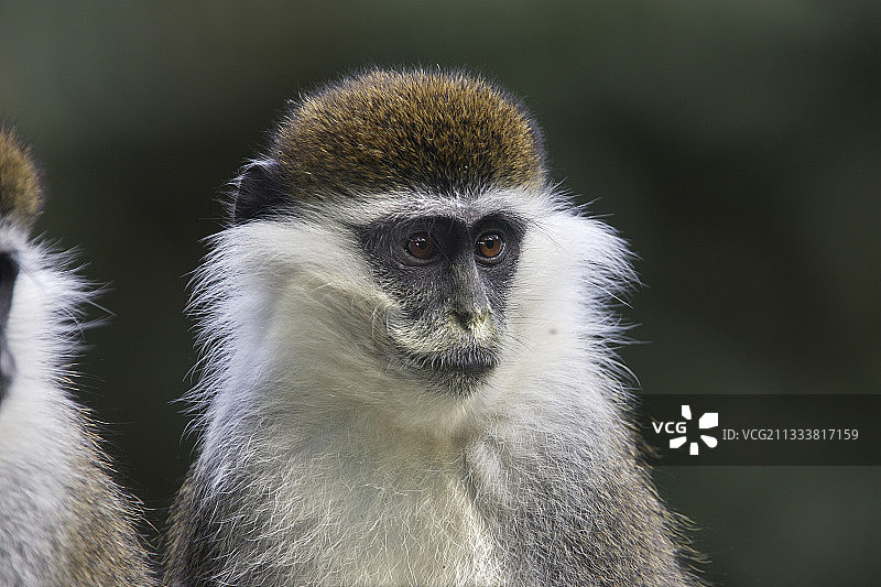 埃塞俄比亚阿尔西地区的成年非洲绿猴肖像图片素材