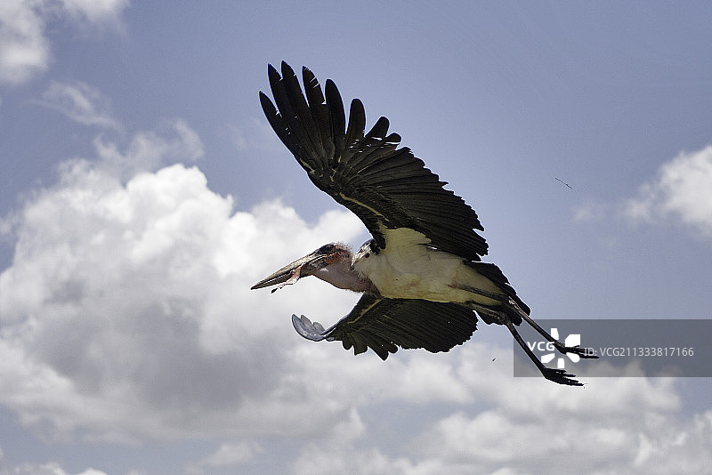 埃塞俄比亚阿尔西地区的秃鹳图片素材