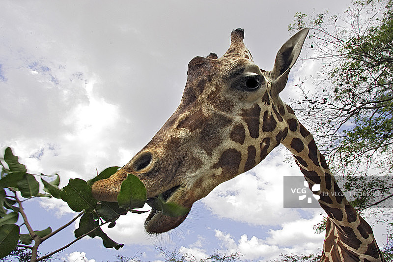 食用委内瑞拉树叶的成年长颈鹿肖像图片素材
