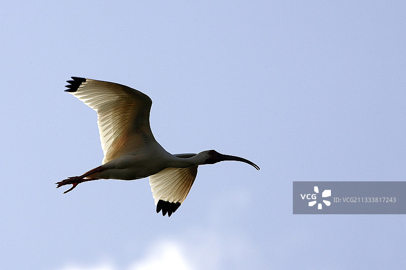 委内瑞拉科罗半岛的白色朱鹭飞行图片素材