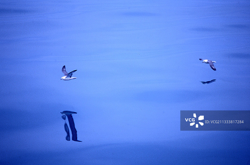 飞行中的北方海燕，罗弗敦群岛，挪威图片素材