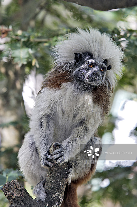 栖息在木头上的绒顶柽柳猴，委内瑞拉图片素材