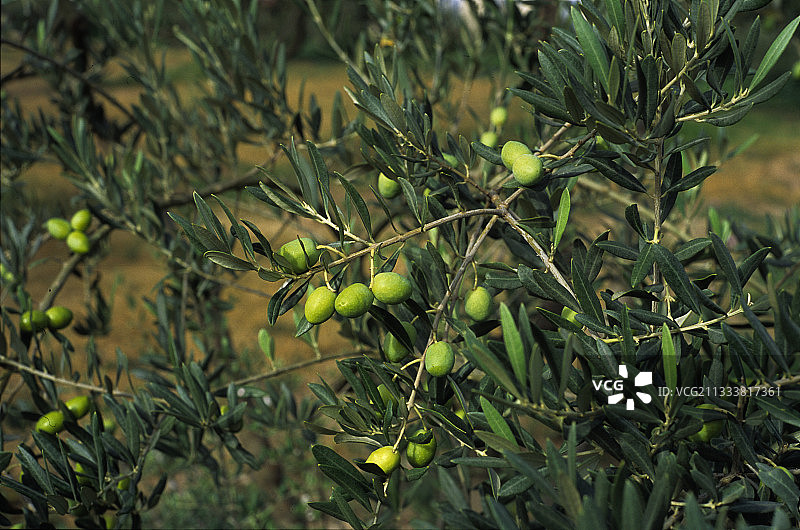 法国上普罗旺斯阿尔卑斯橄榄树上的绿色橄榄图片素材