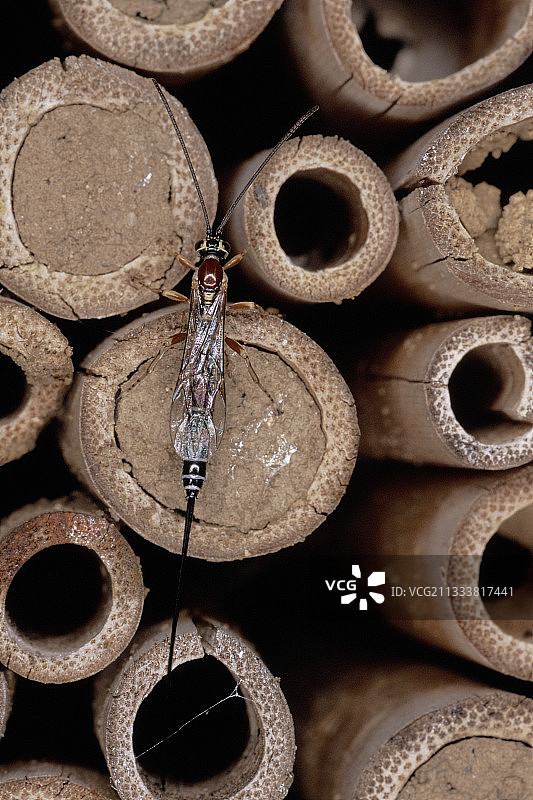 这些黄蜂是昆虫的寄生虫图片素材