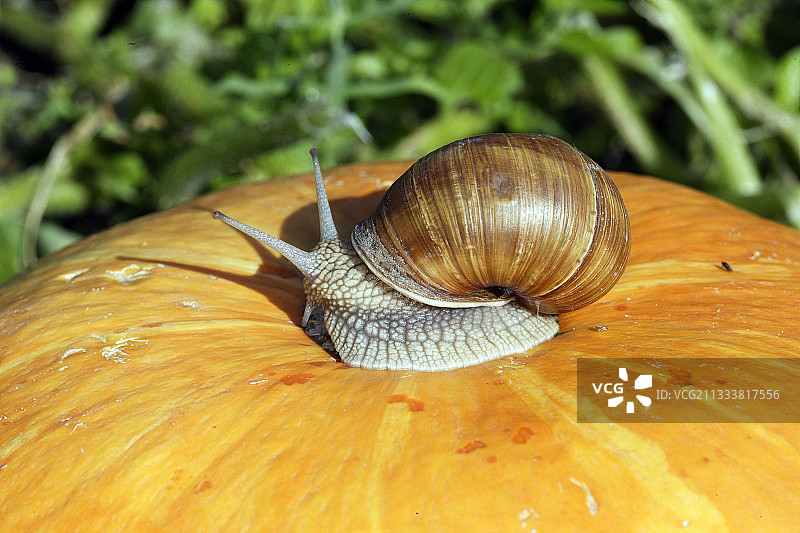 勃艮第蜗牛在法国阿尔萨斯的南瓜上图片素材