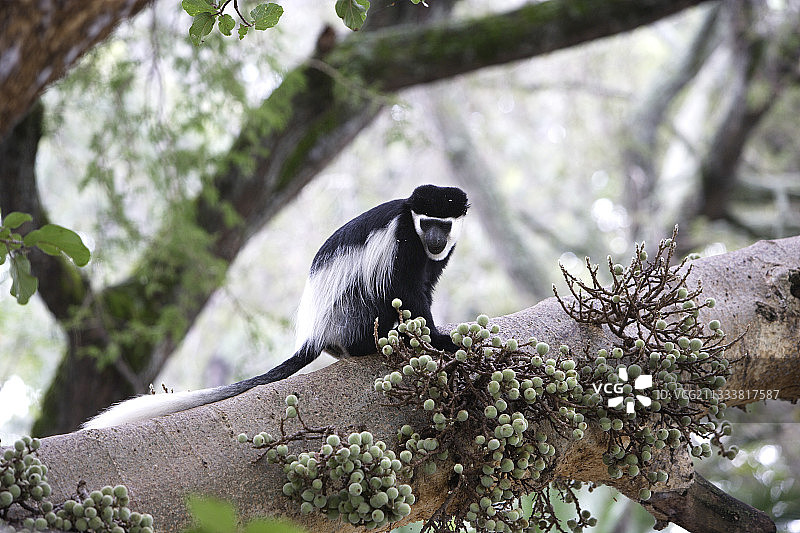 坐在树干上的黑疣猴（埃塞俄比亚）图片素材