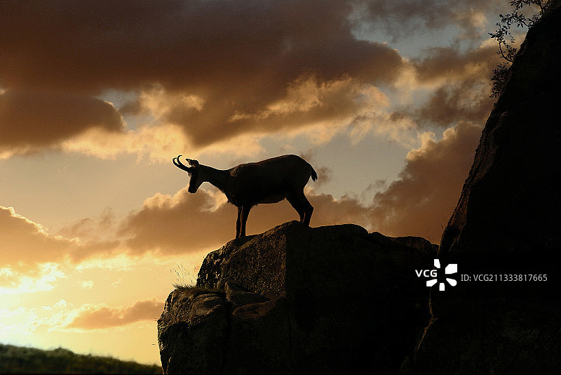 霍内克山的高茅草图片素材