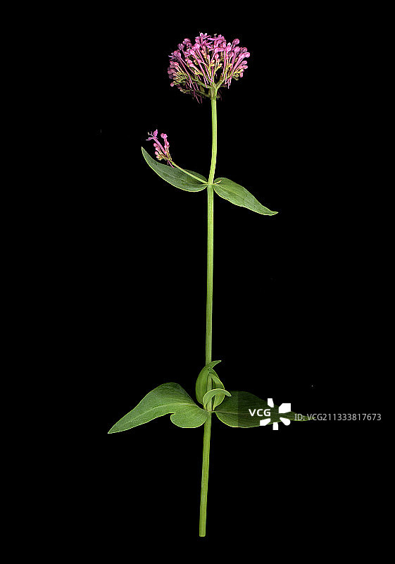 工作室里的红色缬草图片素材