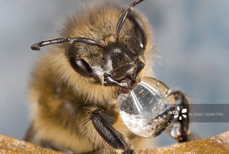 工蜂正在吸食花蜜，法国图片素材