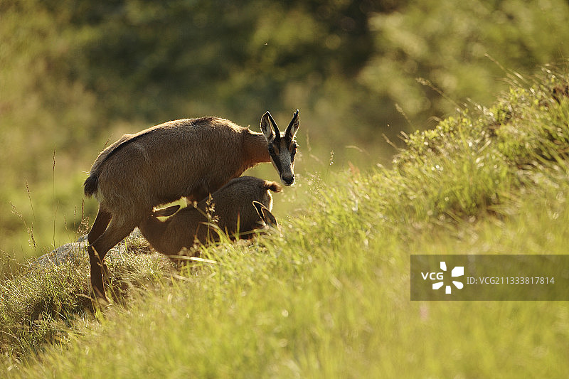 幼年羚羊在法国阿尔萨斯吮吸母乳图片素材