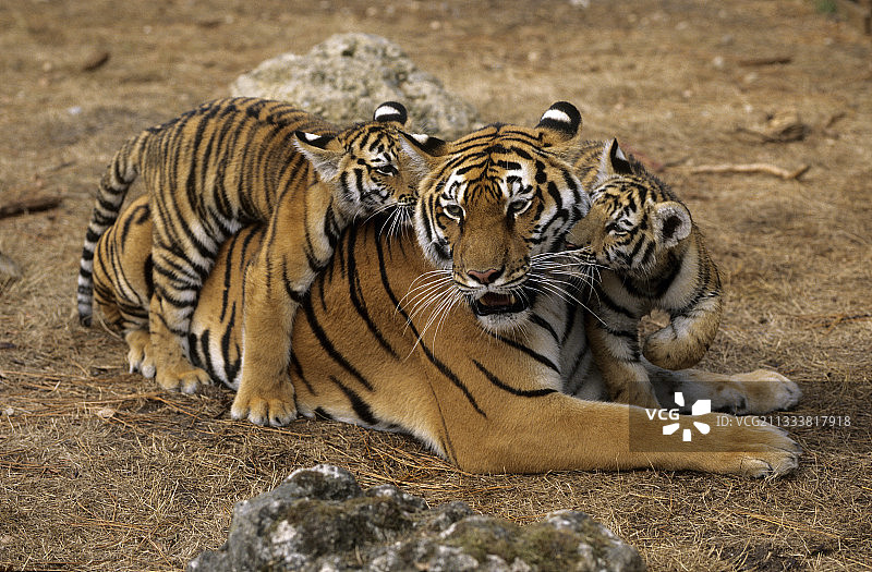 法国的雌虎与幼崽图片素材