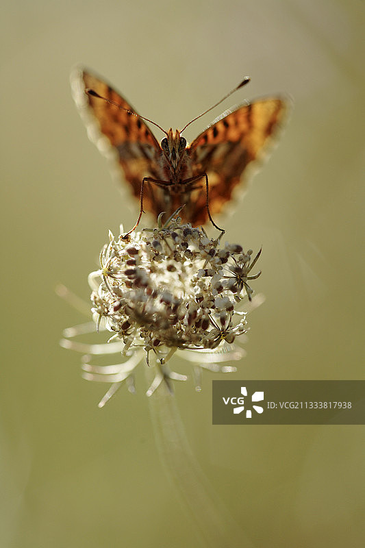 沼泽贝母与野胡萝卜花，法国奥布图片素材