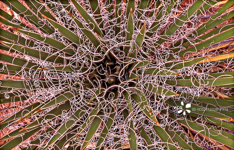 犹他州特写丝兰花图片素材