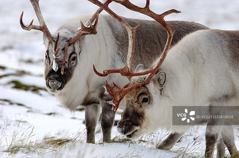 在阿德文达伦山谷中图片素材