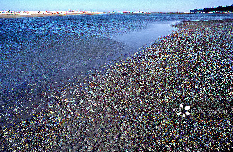 加拿大夏洛特皇后群岛的水母图片素材
