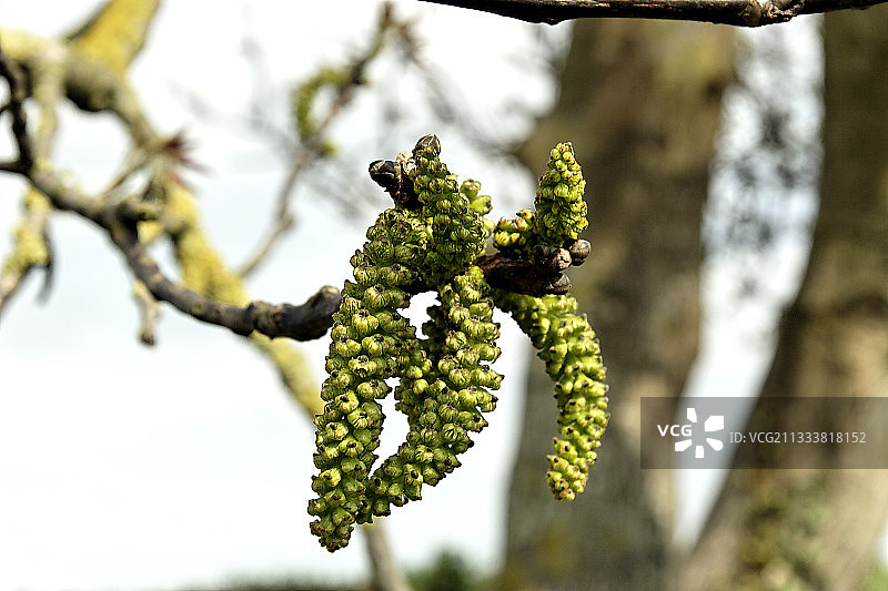 胡桃树的男人花序图片素材