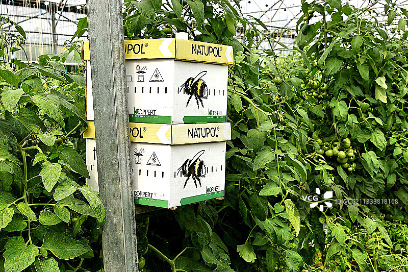 集装箱内的蜜蜂为番茄幼苗授粉图片素材