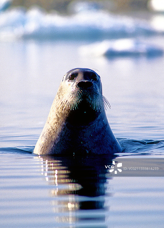 布西亚半岛探出水面的胡须海豹头部图片素材