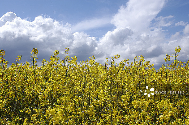 法国布列塔尼萝卜田图片素材