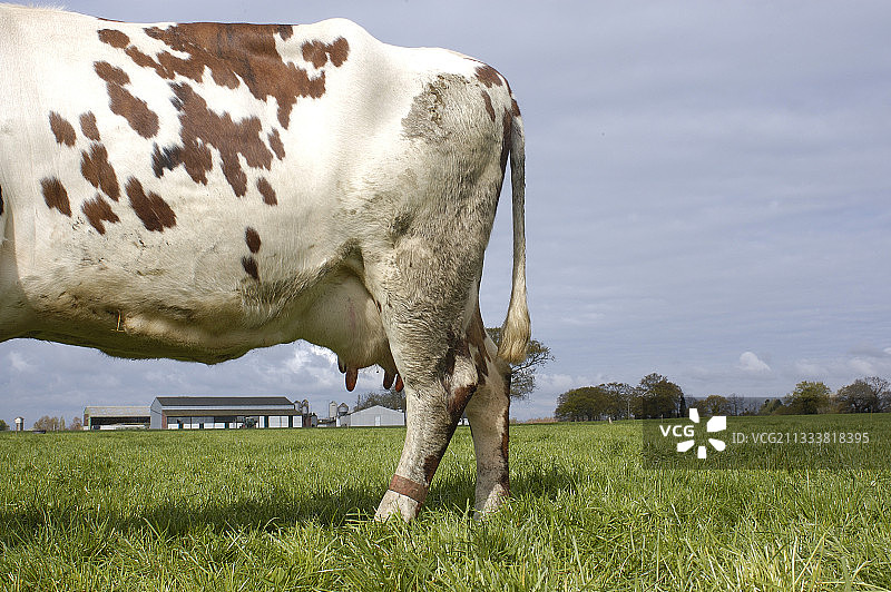 用抗生素治疗的诺曼奶牛，法国图片素材