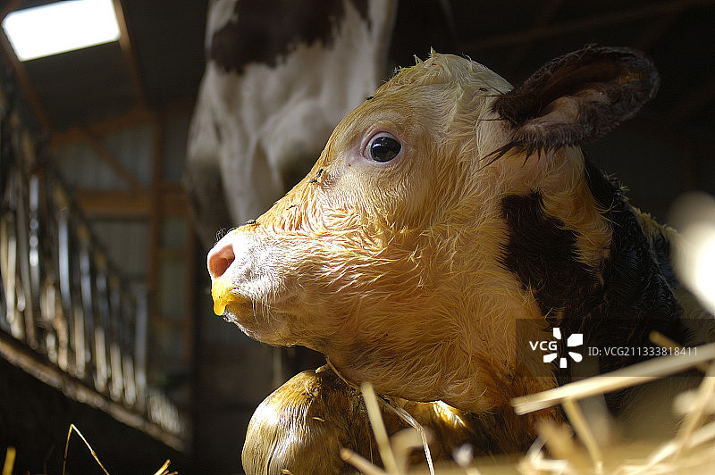 在法国的稻草地上躺着的新生蒙贝利亚尔小牛图片素材