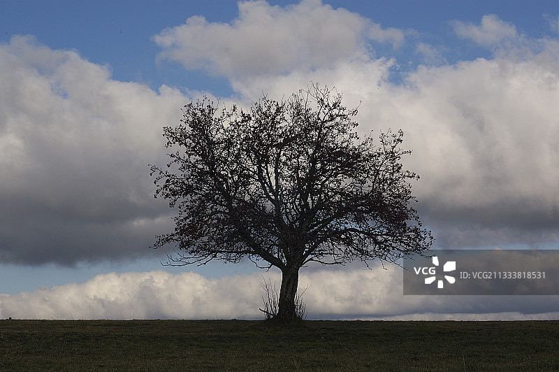 法国奥布拉克欧洲山梨树的轮廓图片素材