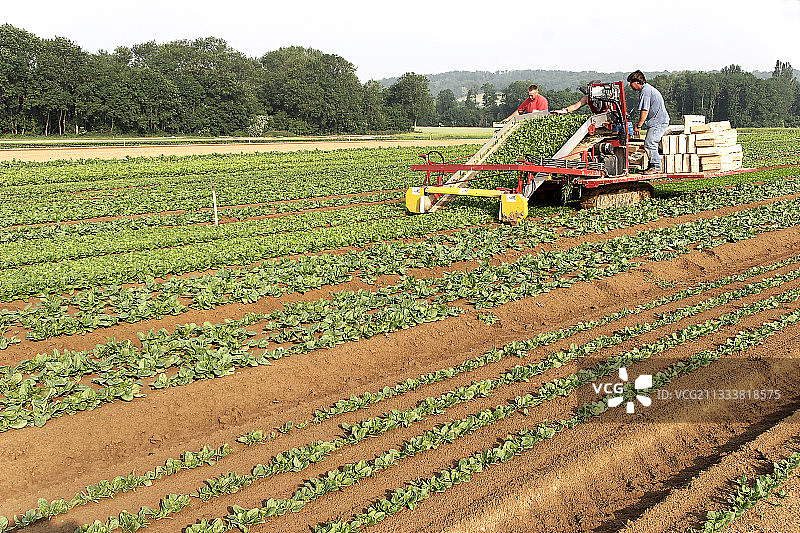 机械化收获菠菜图片素材