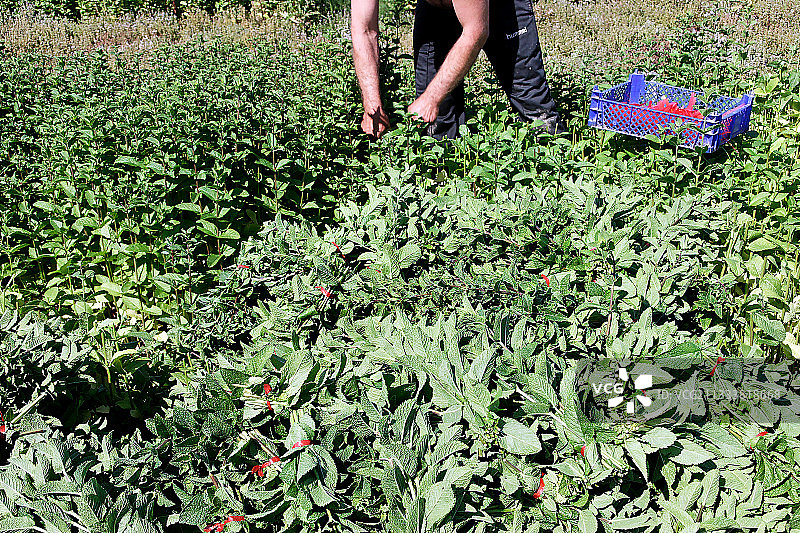 人工采摘留兰香图片素材