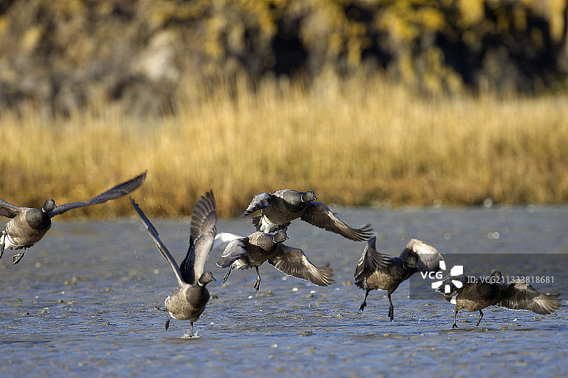 在圣布里厄湾越冬的淡腹黑雁群图片素材